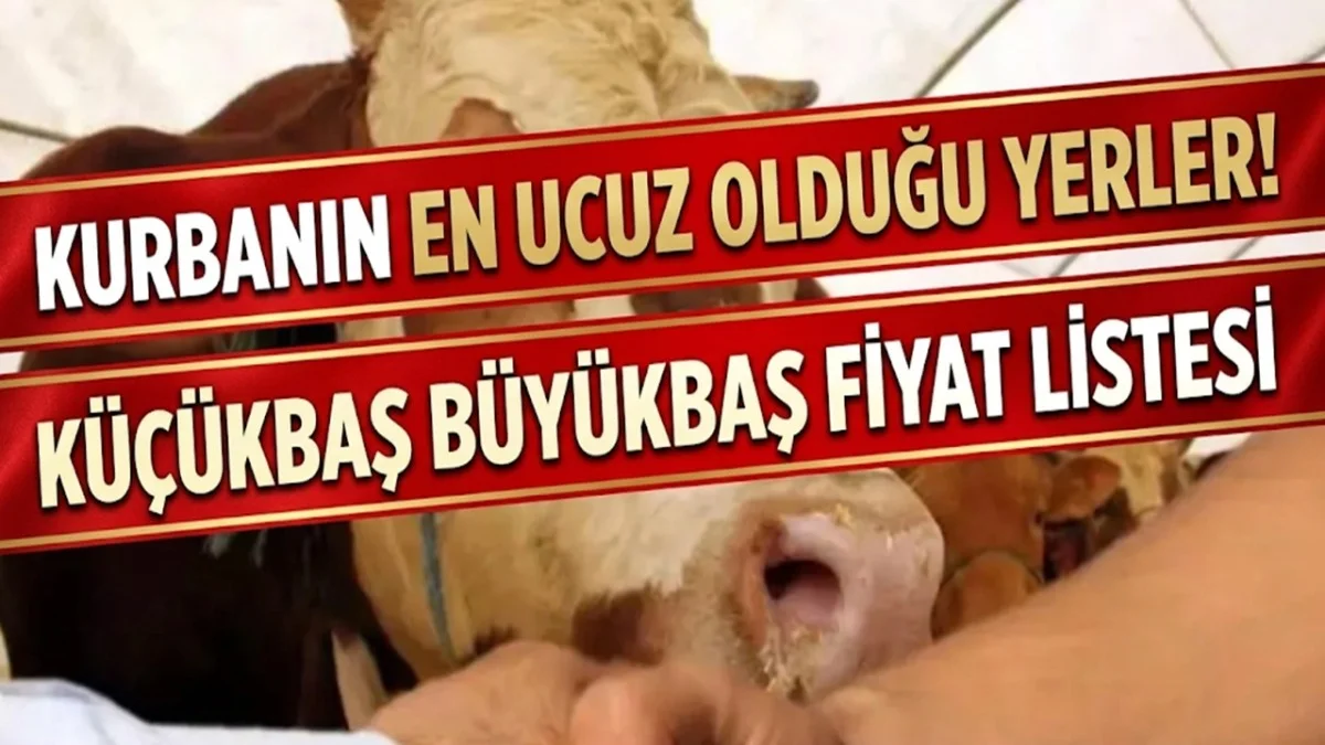 Kurbanın En Ucuz Olduğu İller! Küçükbaş Büyükbaş Güncel Fiyatları Ortaya Çıktı