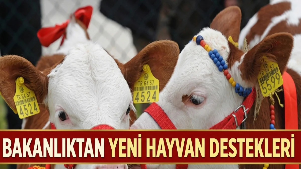 Tarım Bakanlığı'ndan Hayvan Başına 10 Bin TL Teşvik! - Gündem Haberleri